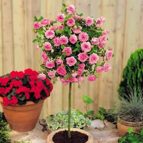 Meillandina Mini Standard Rose Tree