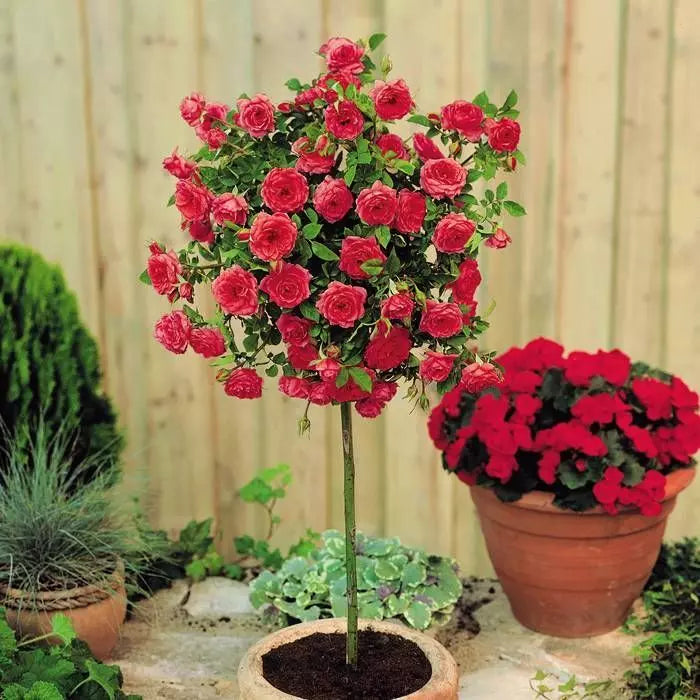 Meillandina Mini Standard Rose Tree