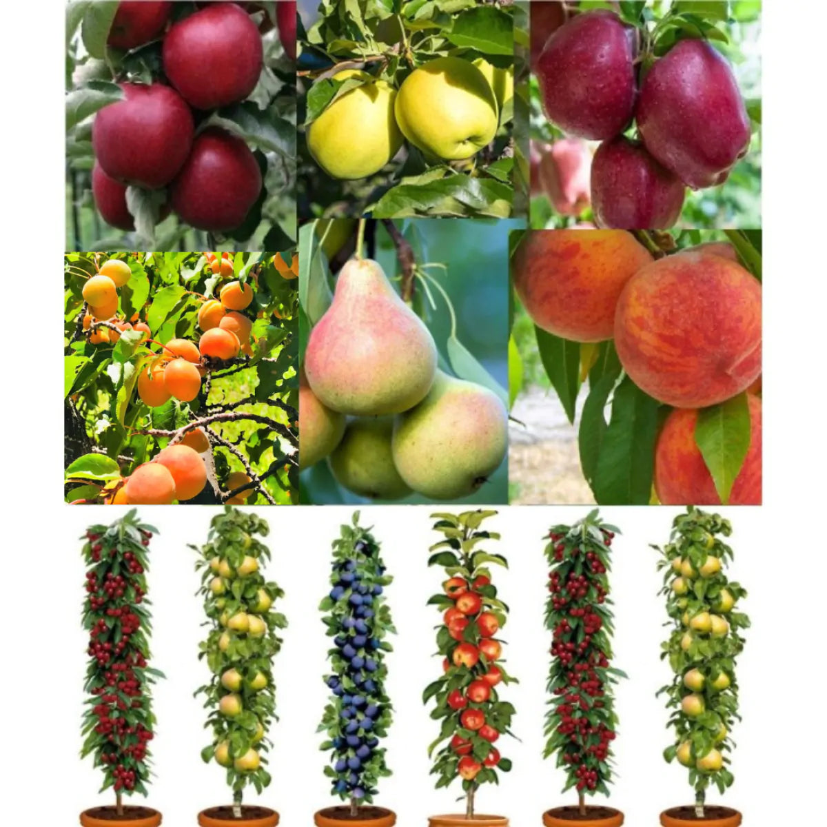 6 x Peach, Apricot, Apples, Pear Fruit Trees Collection Bare Root Garden Plants