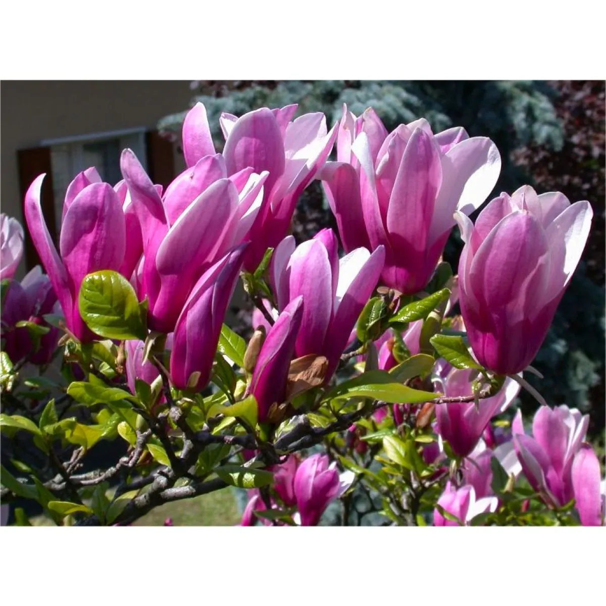 Magnolia Susan Rose Pink Tulip Tree 3L Plant