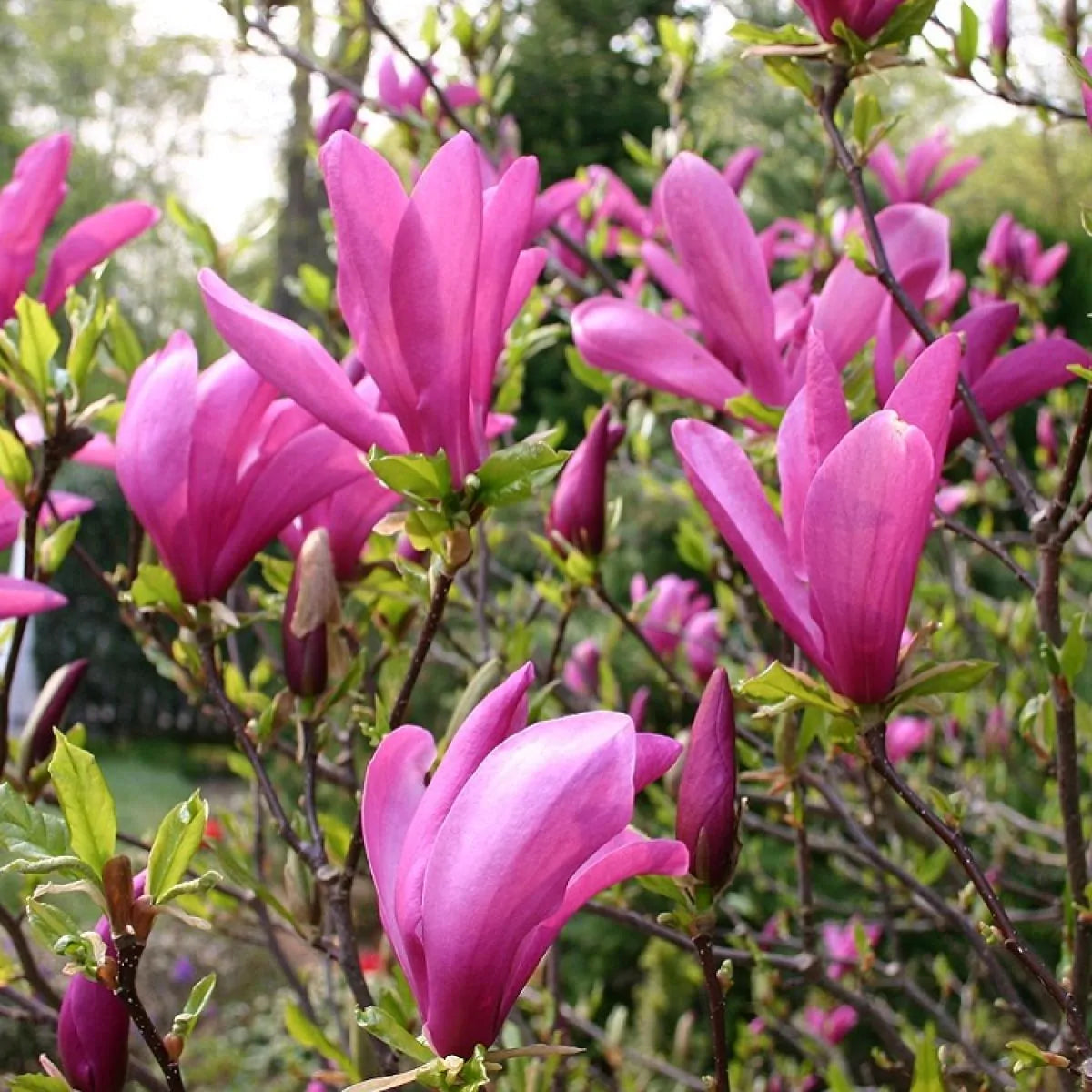 Magnolia Susan Rose Pink Tulip Tree 3L Plant