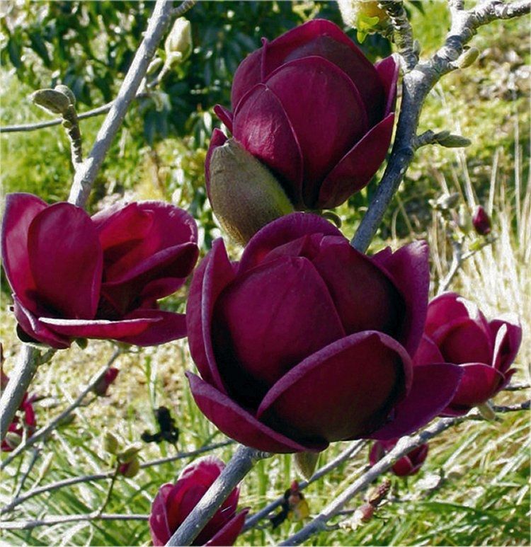 Magnolia Genie Giant Purple Black Tulip Tree 2-3L Plant