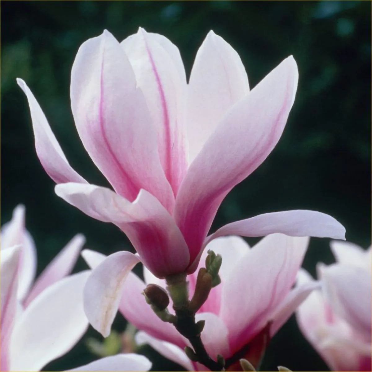 Magnolia Soulangeana Rose Pink Tulip Tree 3-4L Plant