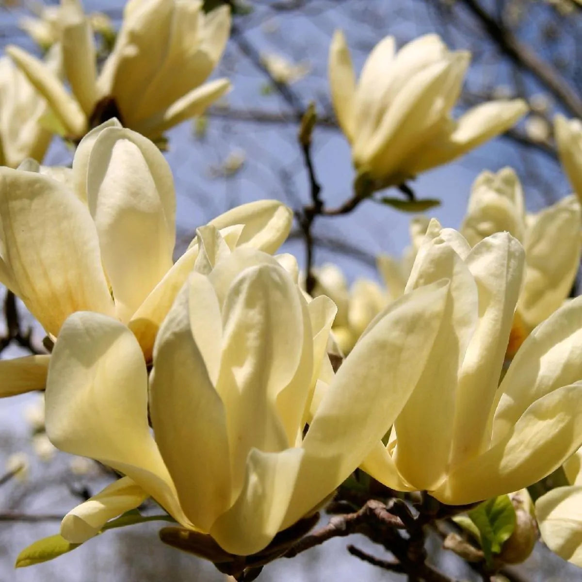 Magnolia Yellow Lantern Tulip Tree 3L Plant