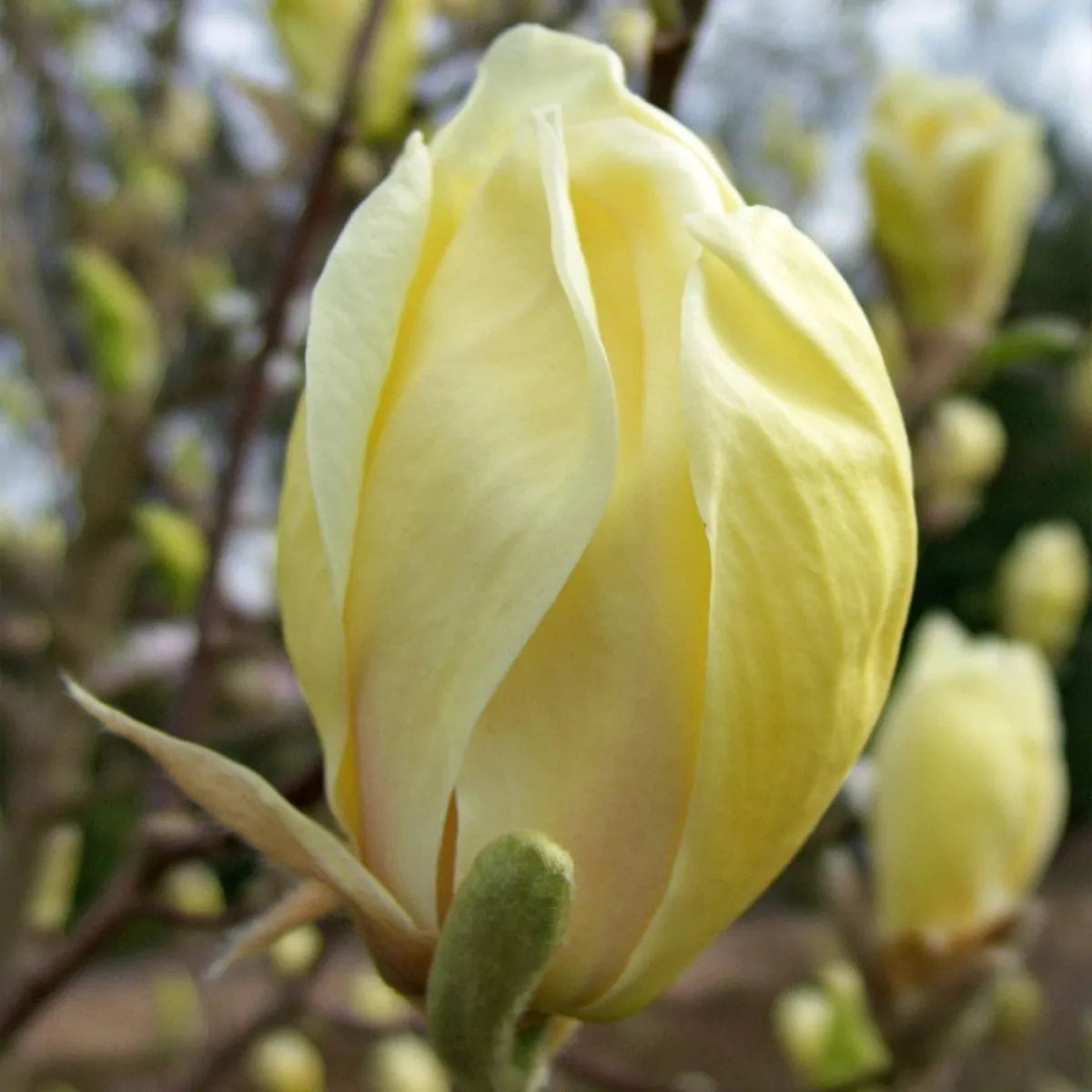 Magnolia Yellow Lantern Tulip Tree 3L Plant