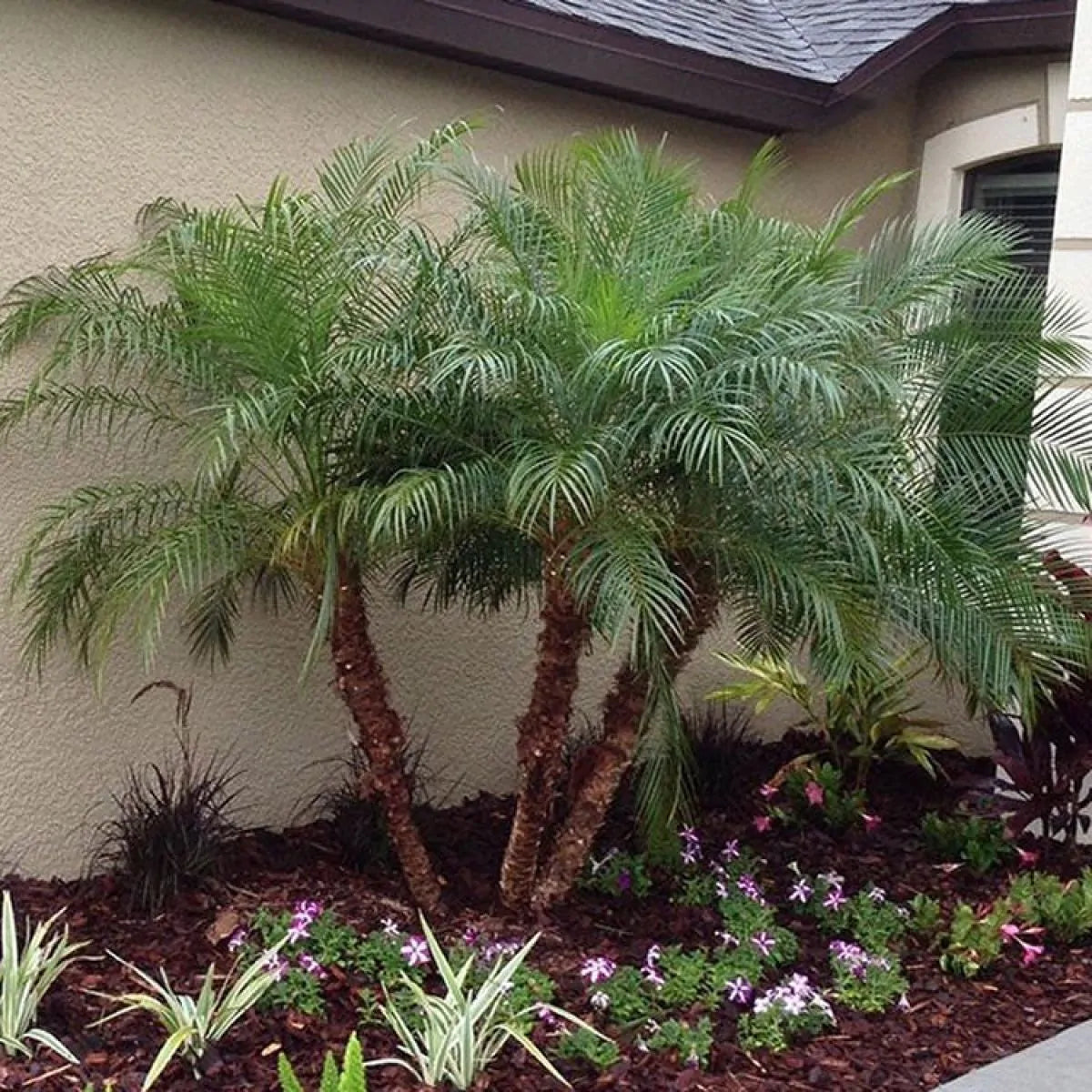 Phoenix roebelenii Pygmy Date
Palm Multi-Stem Tree 90-120cm tall Garden Plant