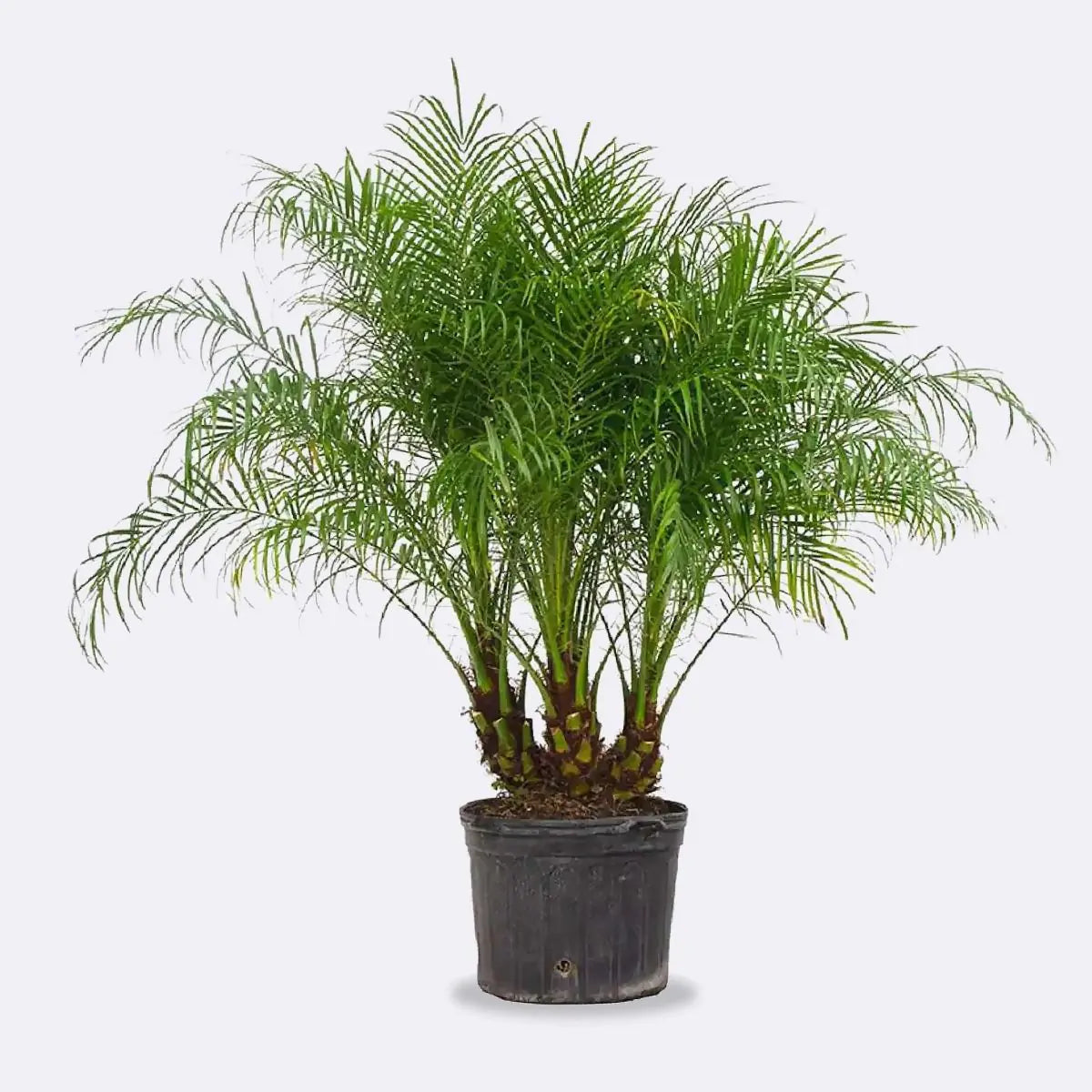 Phoenix roebelenii Pygmy Date
Palm Multi-Stem Tree 90-120cm tall Garden Plant