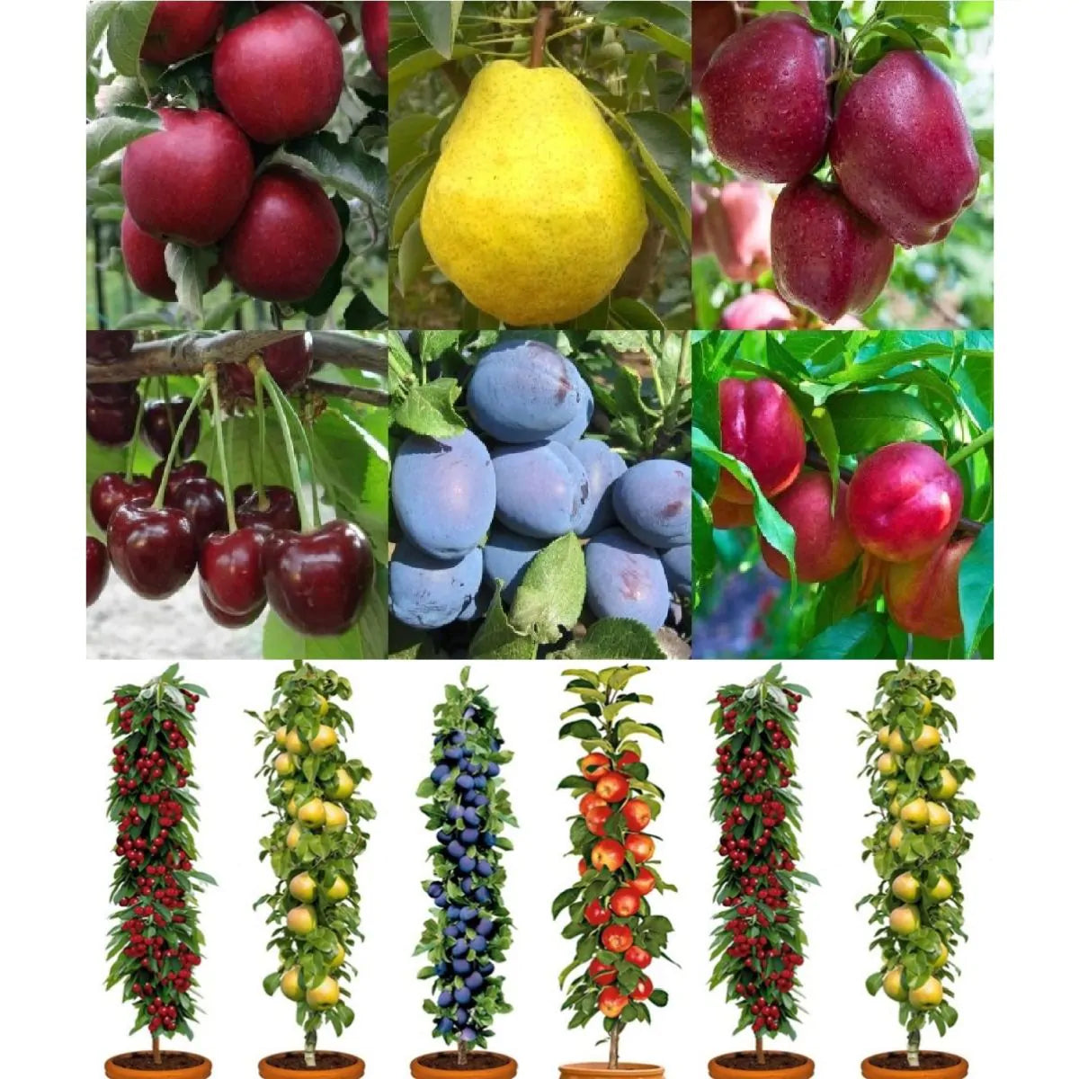 6 x Nectarine, Plum, Cherry, Apples, Pear Fruit Trees Collection Bare Root Garden Plants