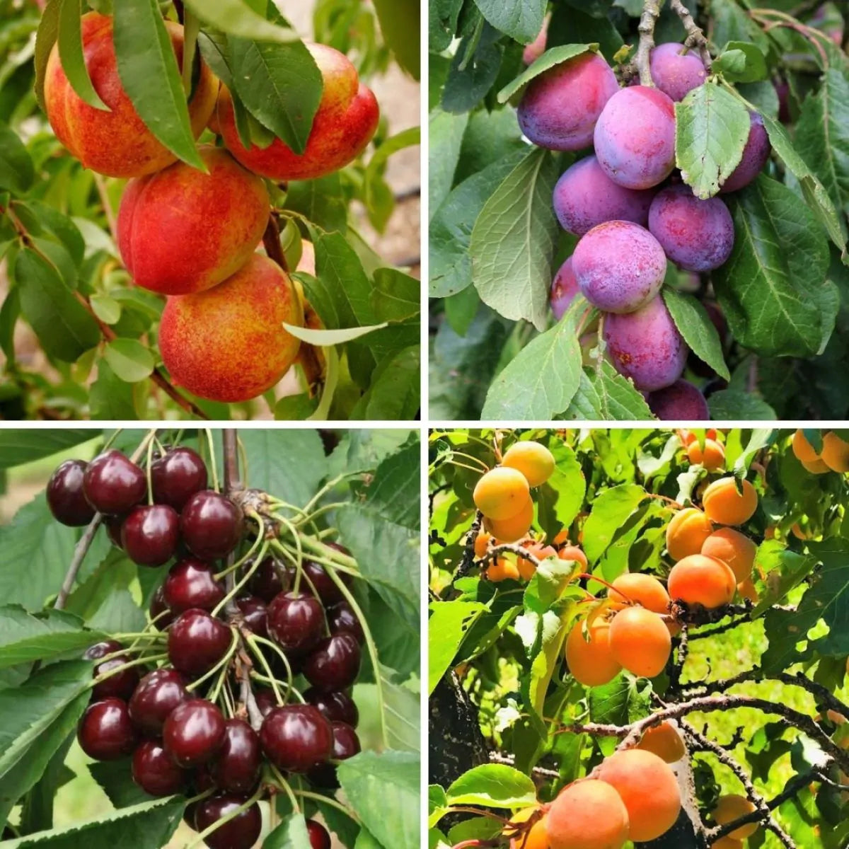 4 x Peach, Plum, Cherry, Apricot Fruit Trees Collection Bare Root Garden Plants