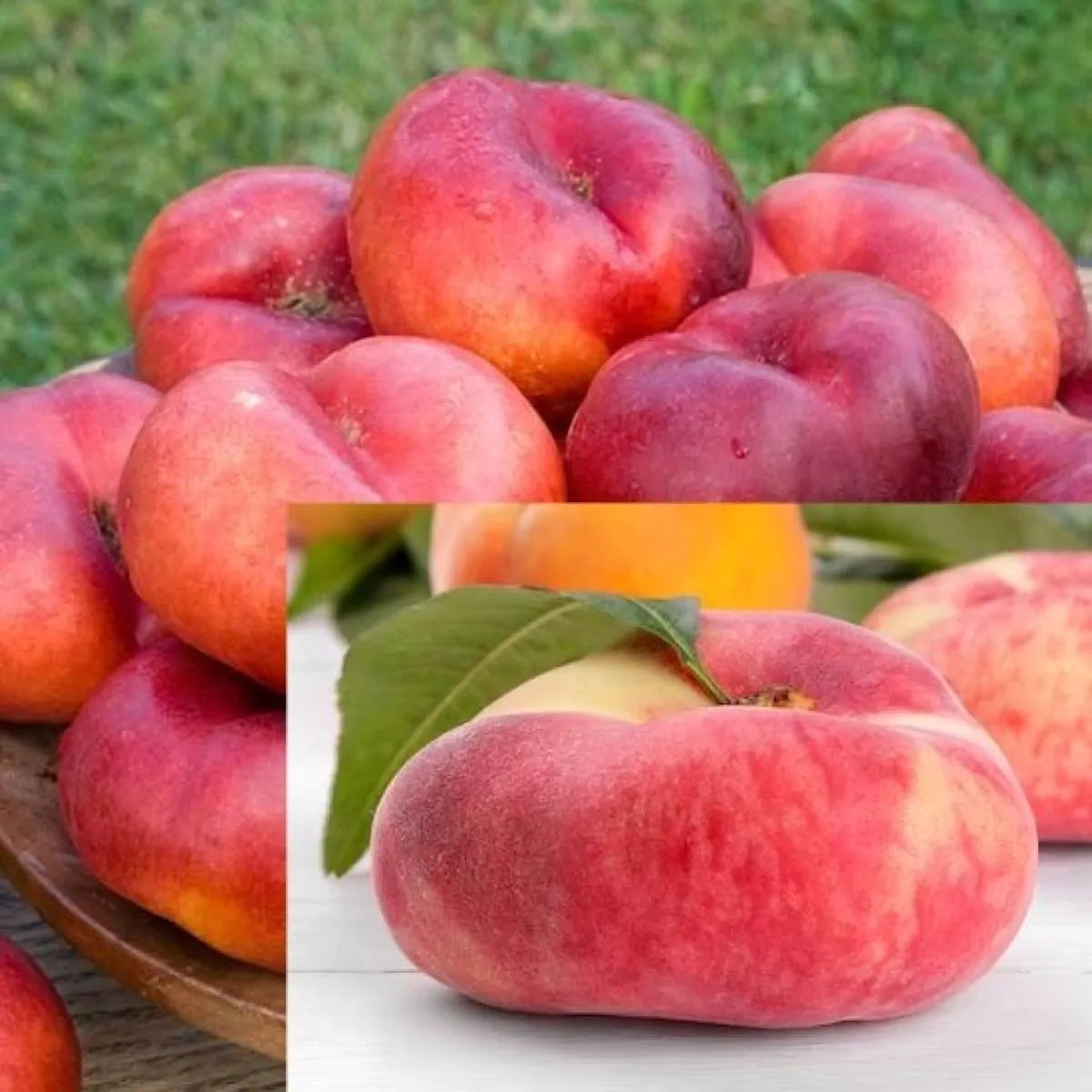 2 x Peach and Nectarine Fruit Trees Collection Bare Root Garden Plants