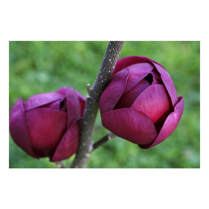 Magnolia Genie Rare Purple Black Tulip Tree 150-170cm tall Plant