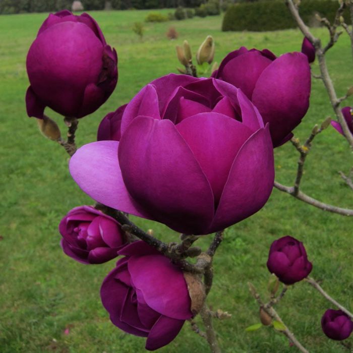 Magnolia Genie Rare Purple Black Tulip Tree 150-170cm tall Plant