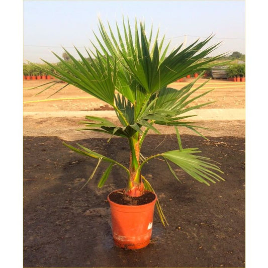 Mexican Fan Palm - Washingtonia Robusta Cotton Palm Tree 130-160cm tall