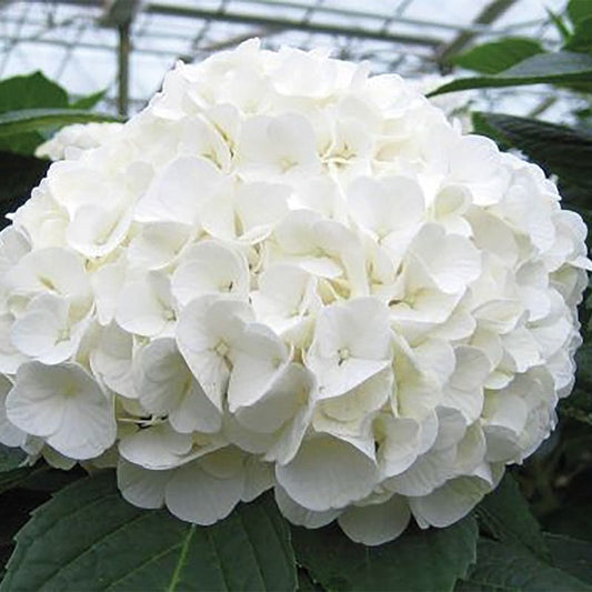 Hydrangea Magical Pearl Large Flowered Mophead 7-10L Garden Tree Plant