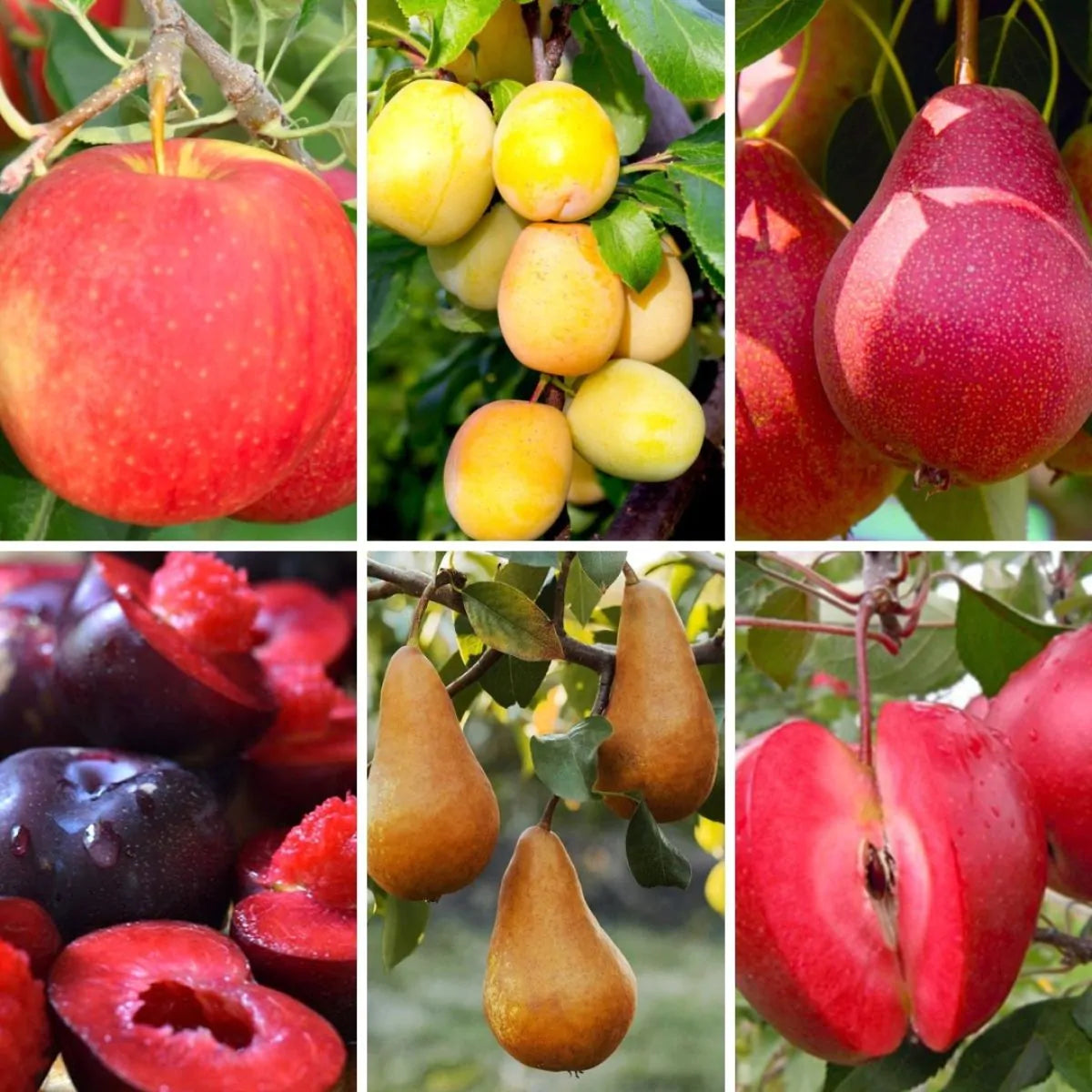 6 x Plums,Apples,Pears Fruit Trees Collection Bare Root Garden Plants