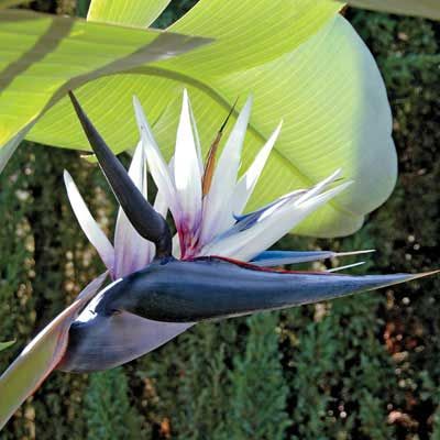 Strelitzia nicolai - White Bird of Paradise Plant 70-100cm tall