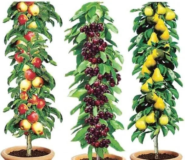 Dwarf Mini Patio Fruit Trees Collection Apples, Pear, Cherry, Plum Garden Plants