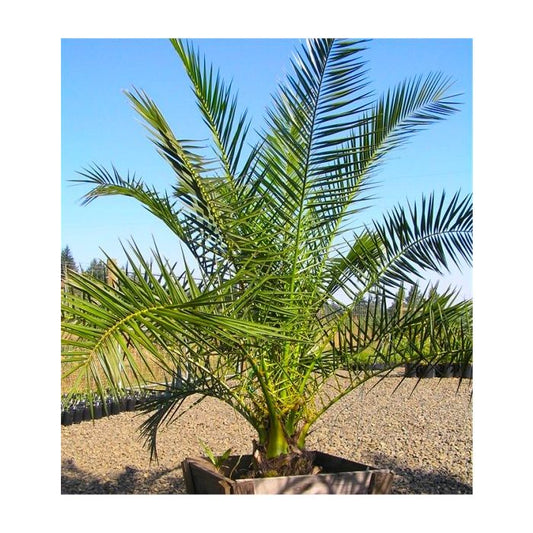 XXL Giant Phoenix canariensis Canary Island Date Palm Tree approx 140cm tall